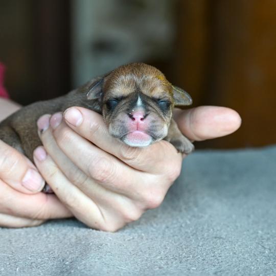 chiot Bulldog continental Fauve Behind the river Elevage des Symphonies d'arlequin