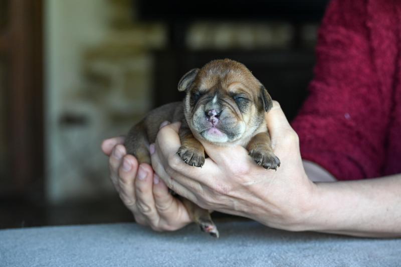 Behind the river Des Symphonies d'arlequin Femelle Bulldog continental