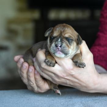 chiot Bulldog continental Fauve Behind the river Elevage des Symphonies d'arlequin