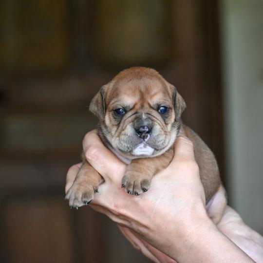chiot Bulldog continental Fauve Behind the river Elevage des Symphonies d'arlequin