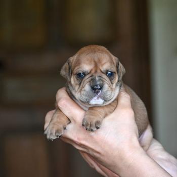 chiot Bulldog continental Fauve Behind the river Elevage des Symphonies d'arlequin