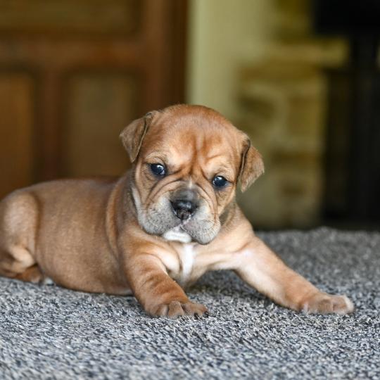 chiot Bulldog continental Fauve Behind the river Elevage des Symphonies d'arlequin