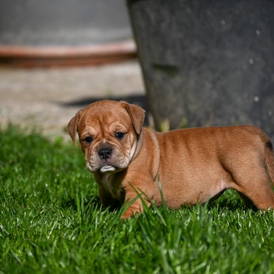 Behind the river Des Symphonies d'arlequin Femelle Bulldog continental