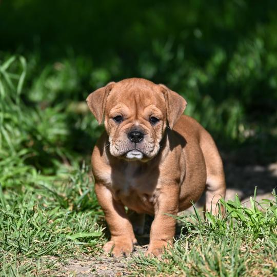chiot Bulldog continental Fauve Behind the river Elevage des Symphonies d'arlequin