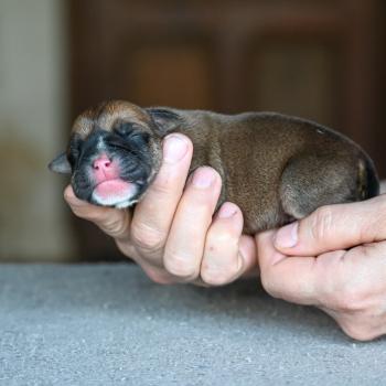 chiot Bulldog continental Fauve Behind the sea Elevage des Symphonies d'arlequin