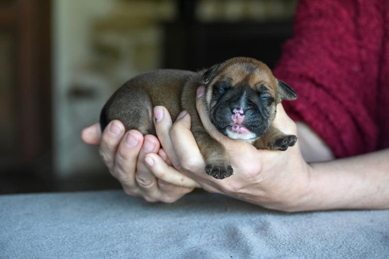 Behind the sea Des Symphonies d'arlequin Femelle Bulldog continental