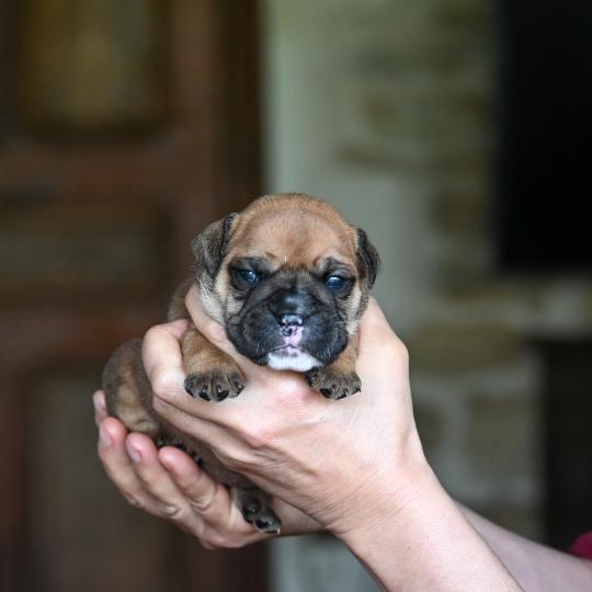 chiot Bulldog continental Fauve Behind the sea Elevage des Symphonies d'arlequin