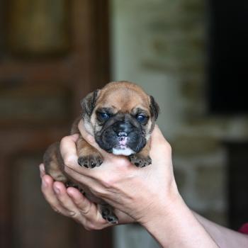 chiot Bulldog continental Fauve Behind the sea Elevage des Symphonies d'arlequin