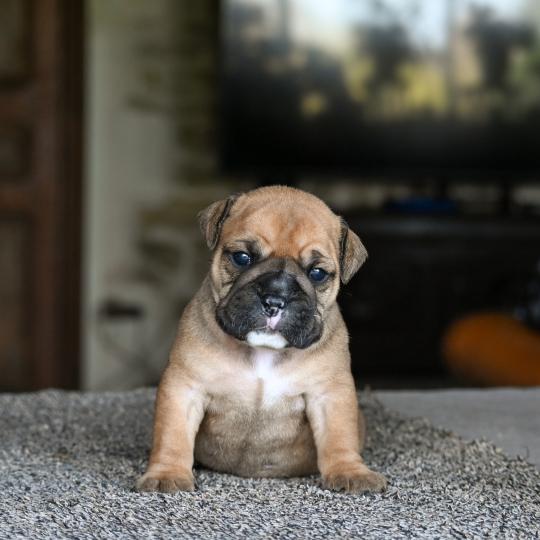 chiot Bulldog continental Fauve Behind the sea Elevage des Symphonies d'arlequin