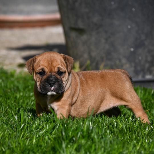 Behind the sea Des Symphonies d'arlequin Femelle Bulldog continental