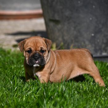 chiot Bulldog continental Fauve Behind the sea Elevage des Symphonies d'arlequin