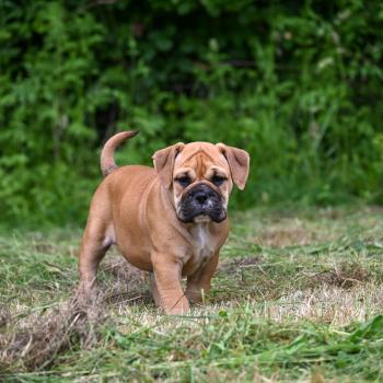 chiot Bulldog continental Fauve Behind the sea Elevage des Symphonies d'arlequin