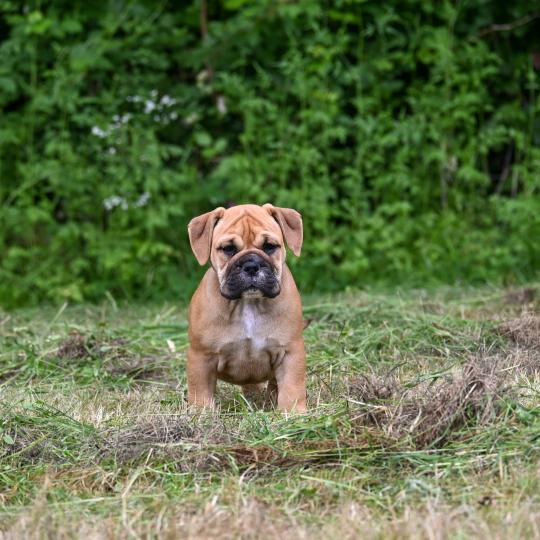 chiot Bulldog continental Fauve Behind the sea Elevage des Symphonies d'arlequin