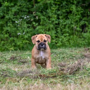 chiot Bulldog continental Fauve Behind the sea Elevage des Symphonies d'arlequin
