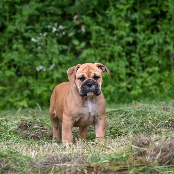 chiot Bulldog continental Fauve Behind the sea Elevage des Symphonies d'arlequin