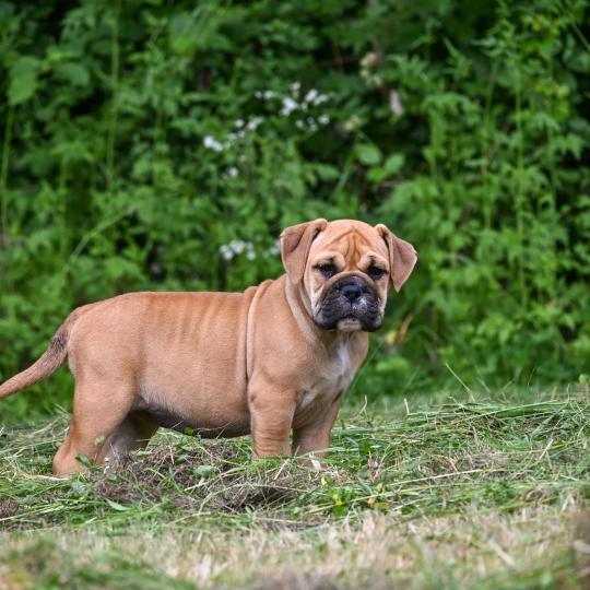 chiot Bulldog continental Fauve Behind the sea Elevage des Symphonies d'arlequin