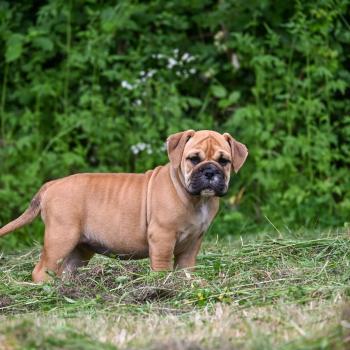 chiot Bulldog continental Fauve Behind the sea Elevage des Symphonies d'arlequin