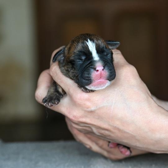 chiot Bulldog continental Bringé Behind the smile Elevage des Symphonies d'arlequin