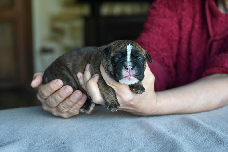 Behind the smile Des Symphonies d'arlequin Mâle Bulldog continental