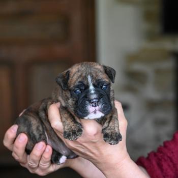 chiot Bulldog continental Bringé Behind the smile Elevage des Symphonies d'arlequin