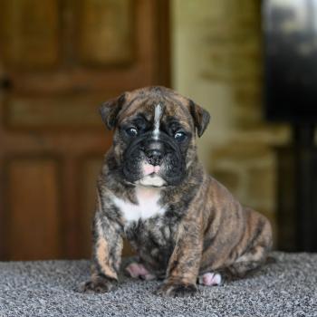chiot Bulldog continental Bringé Behind the smile Elevage des Symphonies d'arlequin