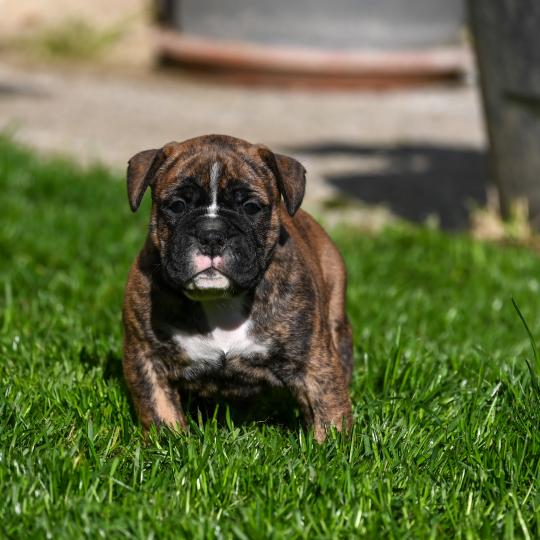 Behind the smile Des Symphonies d'arlequin Mâle Bulldog continental