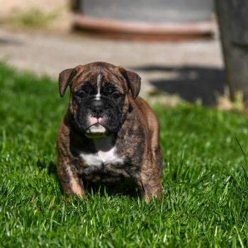 chiot Bulldog continental Bringé Behind the smile Elevage des Symphonies d'arlequin