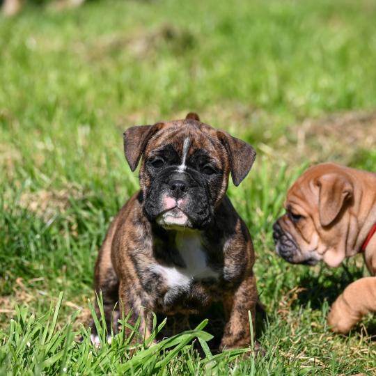 chiot Bulldog continental Bringé Behind the smile Elevage des Symphonies d'arlequin
