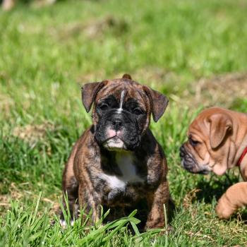 chiot Bulldog continental Bringé Behind the smile Elevage des Symphonies d'arlequin