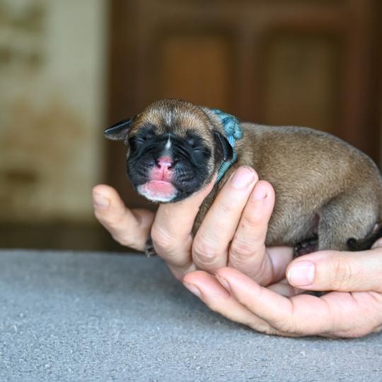 chiot Bulldog continental Fauve Behind the street Elevage des Symphonies d'arlequin