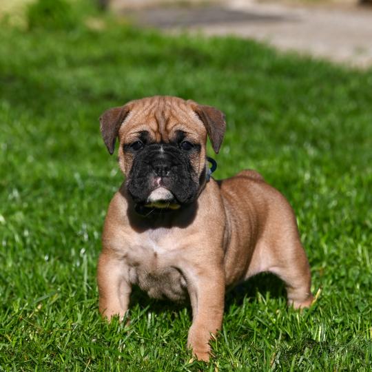 Behind the street Des Symphonies d'arlequin Femelle Bulldog continental