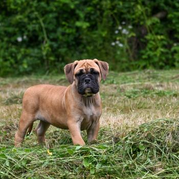 chiot Bulldog continental Fauve Behind the street Elevage des Symphonies d'arlequin