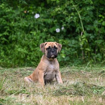 chiot Bulldog continental Fauve Behind the street Elevage des Symphonies d'arlequin