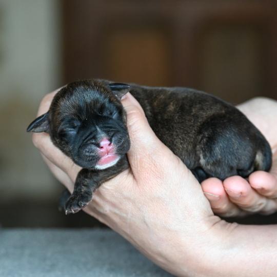 chiot Bulldog continental Bringé Behind the sun Elevage des Symphonies d'arlequin