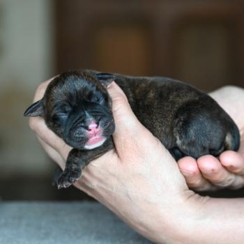 chiot Bulldog continental Bringé Behind the sun Elevage des Symphonies d'arlequin
