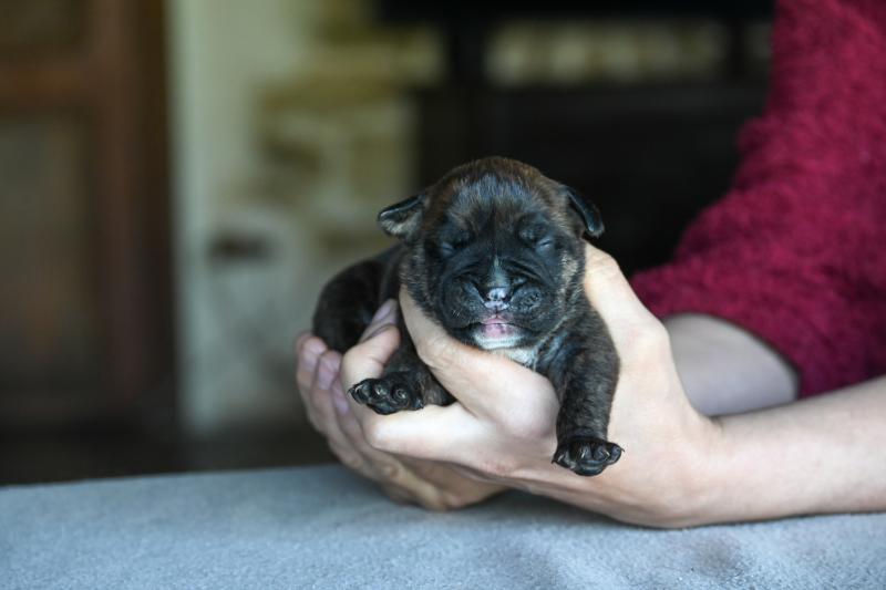 Behind the sun Des Symphonies d'arlequin Femelle Bulldog continental