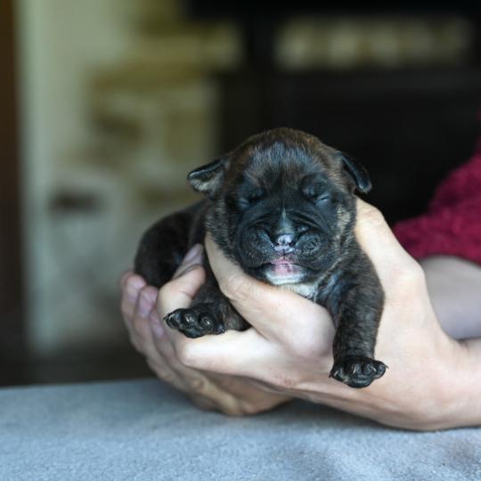 chiot Bulldog continental Bringé Behind the sun Elevage des Symphonies d'arlequin