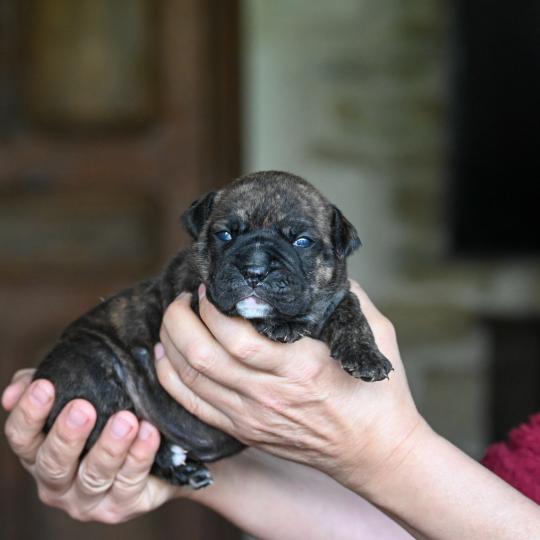 chiot Bulldog continental Bringé Behind the sun Elevage des Symphonies d'arlequin