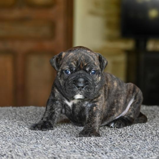 chiot Bulldog continental Bringé Behind the sun Elevage des Symphonies d'arlequin