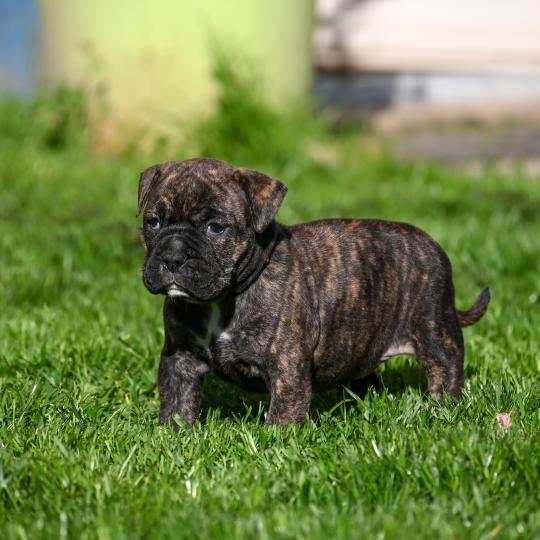 Behind the sun Des Symphonies d'arlequin Femelle Bulldog continental