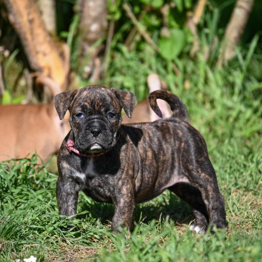 chiot Bulldog continental Bringé Behind the sun Elevage des Symphonies d'arlequin