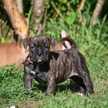 chiot Bulldog continental Bringé Behind the sun Elevage des Symphonies d'arlequin
