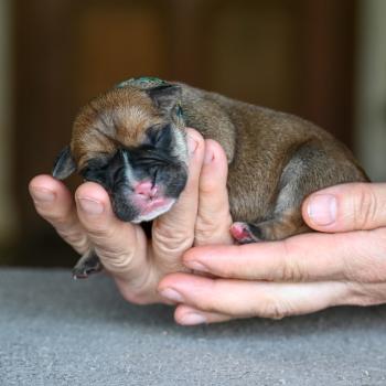 chiot Bulldog continental Fauve Behind you Elevage des Symphonies d'arlequin