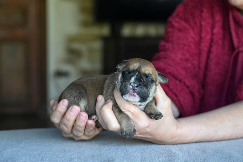 Behind you Des Symphonies d'arlequin Mâle Bulldog continental