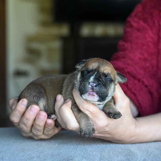 chiot Bulldog continental Fauve Behind you Elevage des Symphonies d'arlequin