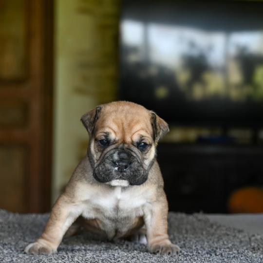 chiot Bulldog continental Fauve Behind you Elevage des Symphonies d'arlequin