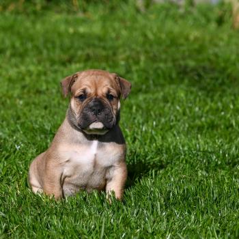 chiot Bulldog continental Fauve Behind you Elevage des Symphonies d'arlequin