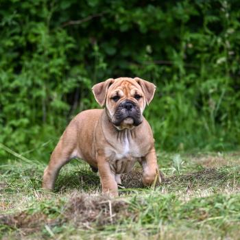 chiot Bulldog continental Fauve Behind you Elevage des Symphonies d'arlequin
