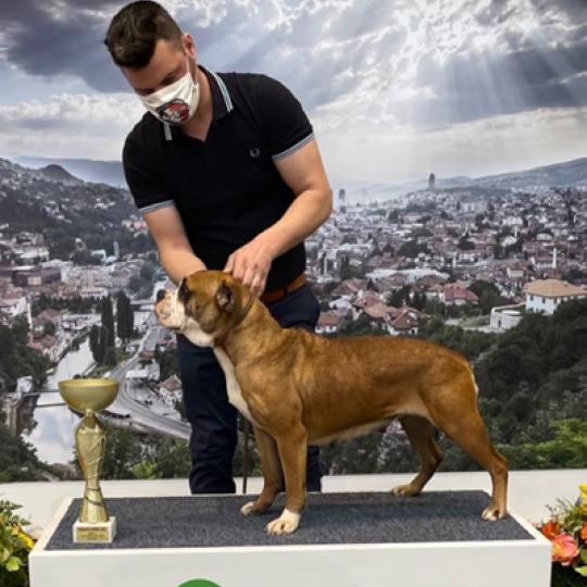 CH. Orgasmik pickwick Des Dieux De L'arène Femelle Bulldog continental
