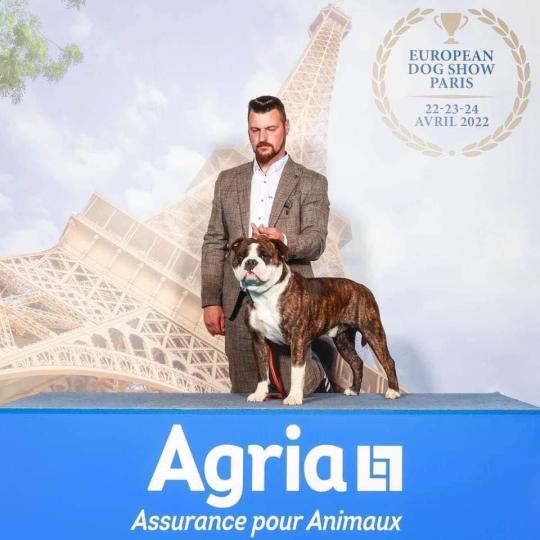 CH Paw patrol Des Dieux De L'arène Mâle Bulldog continental